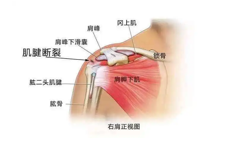 邵陽創(chuàng)傷骨科,邵陽風濕病區(qū),邵陽骨質增生,邵陽關節(jié)病區(qū),邵陽頸椎病區(qū)