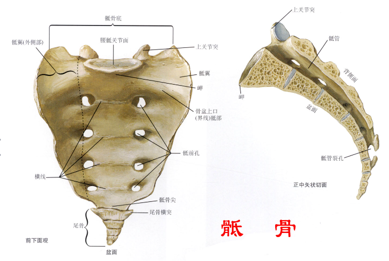 邵陽(yáng)創(chuàng)傷骨科,邵陽(yáng)風(fēng)濕病區(qū),邵陽(yáng)骨質(zhì)增生,邵陽(yáng)關(guān)節(jié)病區(qū),邵陽(yáng)頸椎病區(qū)